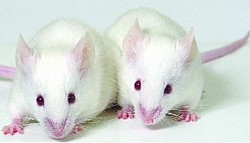 Ratones de Laboratorio