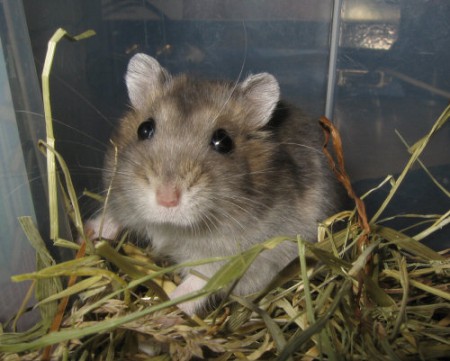 Hammsters Rusos