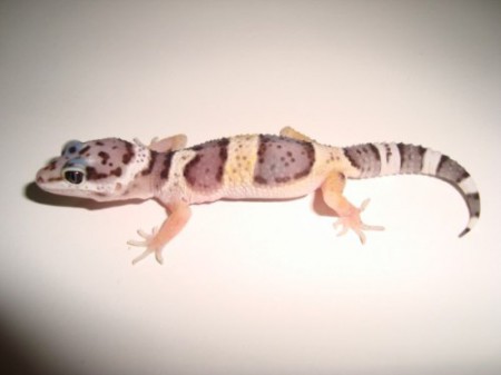 Gecko Leopardo(nominales) $150