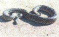 /album/animales-en-peligro/lampalag-jpg/