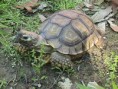 /album/animales-en-peligro/x23s7m-jpg/