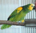 /album/animales-en-peligro/foto-31-jpg/